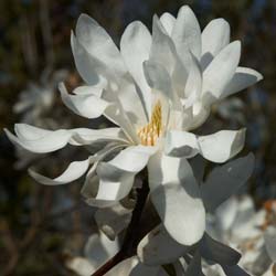 Magnolia estrellada